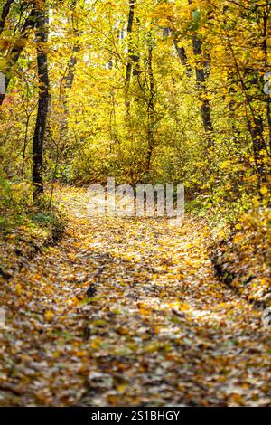 Soleil brillant à travers les arbres sur un chemin dans un paysage de forêt dorée pendant la saison d'automne. Banque D'Images