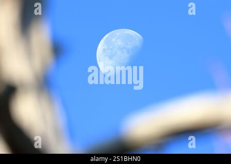Lune de jour avec encadrement d'arbre au premier plan Banque D'Images