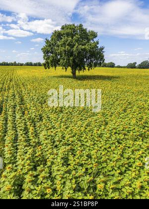 Vue aérienne, drone photo : champ avec tournesols et un seul arbre, Ueckermuende, lagune de Szczecin, Mecklembourg-Poméranie occidentale, Allemagne, Europe Banque D'Images