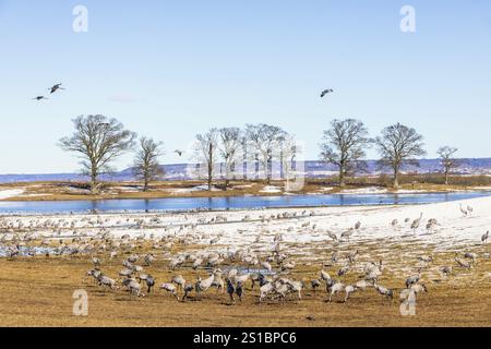 Grues migratrices (Grus grus) sur leur chemin vers le nord reposant sur un champ au bord d'un lac au printemps, Hornborgasjoen, Suède, Europe Banque D'Images