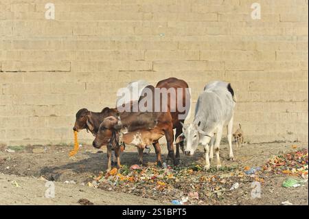 Varanasi, Uttar Pradesh, Inde, Asie, vaches qui paissent sur la rive à côté d'un mur de briques, entourées de déchets dispersés et de fourrage, Asie Banque D'Images