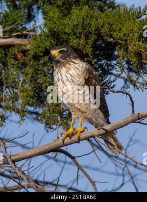 Roadside Hawk perché, forêt de calden, la Pampa, Argentine Banque D'Images