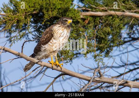 Roadside Hawk perché, forêt de calden, la Pampa, Argentine Banque D'Images