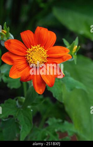 Tournesol mexicain ou fleur de souci d'arbre (Tithonia diversifolia) Banque D'Images