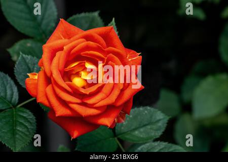 Fleur de rose de jardin orange et jaune Banque D'Images