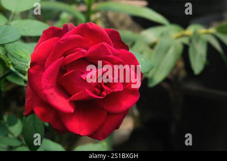 Belle fleur de rose rouge - rose de jardin Banque D'Images