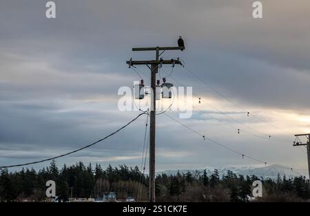 WA28068-00...WASHINGTON - monarque du poteau - un aigle à tête blanche perché sur un poteau, surveillant la baie de Padilla. Banque D'Images