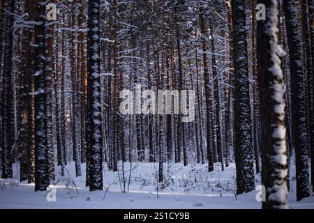 Une forêt d'hiver sereine avec de grands pins saupoudrés de neige. La lumière du soleil filtre à travers, projetant des ombres douces sur le sol immaculé et enneigé. Banque D'Images