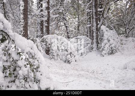 Jeunes arbres dans la forêt mixte pliés par le poids des fortes chutes de neige en décembre 2024 dans Etna Park, Sicile, Italie Banque D'Images