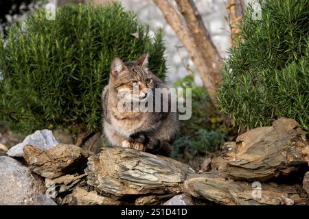 Chat de race européenne dans le jardin Banque D'Images