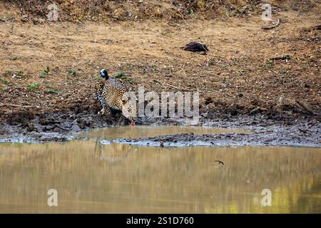 Les léopards du parc national de Yala au Sri Lanka Banque D'Images