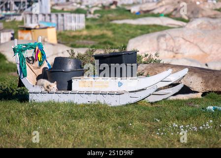Une scène charmante d'un traîneau à chiens groenlandais en été, avec un chiot ludique reposant dessus. Entouré par le paysage arctique accidenté, cette image salut Banque D'Images