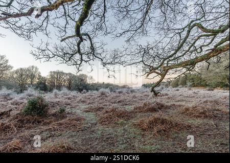 Linford Bottom, New Forest, Ringwood, Hampshire, Angleterre, Royaume-Uni, 3 janvier 2025, Météo : gel dur pendant la nuit avec une température inférieure à moins 6 dans la campagne à l'aube. Paul Biggins/Alamy Live News Banque D'Images