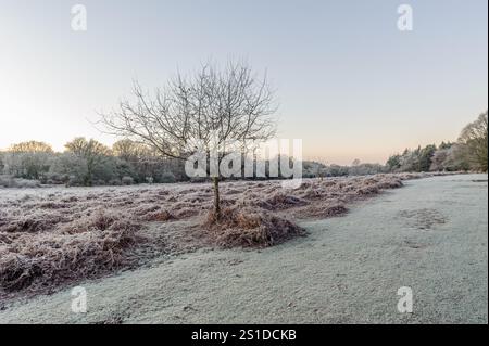 Linford Bottom, New Forest, Ringwood, Hampshire, Angleterre, Royaume-Uni, 3 janvier 2025, Météo : gel dur pendant la nuit avec une température inférieure à moins 6 dans la campagne à l'aube. Paul Biggins/Alamy Live News Banque D'Images