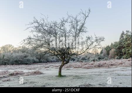 Linford Bottom, New Forest, Ringwood, Hampshire, Angleterre, Royaume-Uni, 3 janvier 2025, Météo : gel dur pendant la nuit avec une température inférieure à moins 6 dans la campagne à l'aube. Paul Biggins/Alamy Live News Banque D'Images