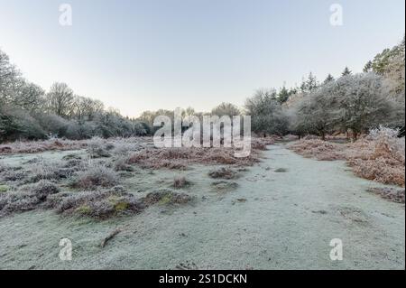 Linford Bottom, New Forest, Ringwood, Hampshire, Angleterre, Royaume-Uni, 3 janvier 2025, Météo : gel dur pendant la nuit avec une température inférieure à moins 6 dans la campagne à l'aube. Paul Biggins/Alamy Live News Banque D'Images