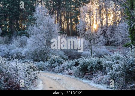 Linford Bottom, New Forest, Ringwood, Hampshire, Angleterre, Royaume-Uni, 3 janvier 2025, Météo : gel dur pendant la nuit avec une température inférieure à moins 6 dans la campagne à l'aube. Paul Biggins/Alamy Live News Banque D'Images