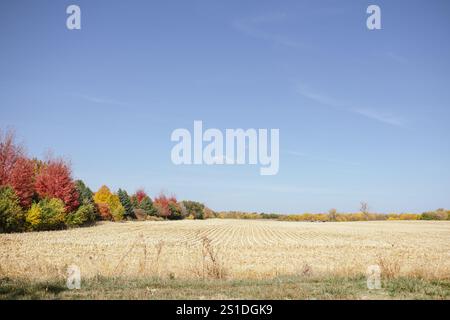 Champ de maïs récolté bordé par des arbres d'automne colorés sous ciel bleu Banque D'Images