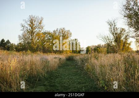 Chemin herbeux à travers la prairie dorée entourée d'arbres dans l'Illinois Banque D'Images