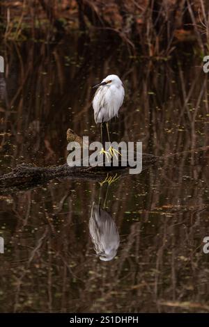 Aigrette enneigée assise sur une branche d'arbre dans les zones humides Banque D'Images