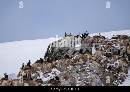 Groupe de Shags antarctiques (Leucocarbo bransfieldensis) sur le Banque D'Images