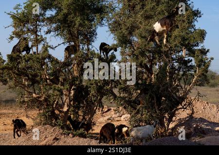 Chèvres grimpant aux arganiers au Maroc sous un ciel bleu vif Banque D'Images