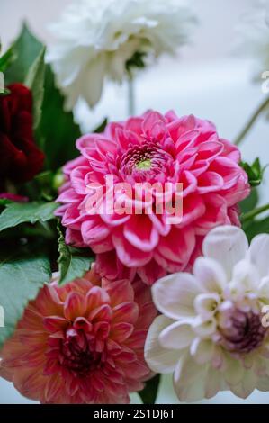 Bouquet de dahlia avec fleurs rouges, blanches et roses Banque D'Images