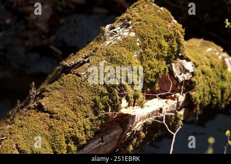 Virginie, États-Unis. Mousse poussant sur un tronc d'arbre mort. Banque D'Images