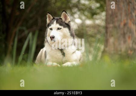 Chien Husky assis à l'extérieur dans la cour avant d'une propriété Banque D'Images
