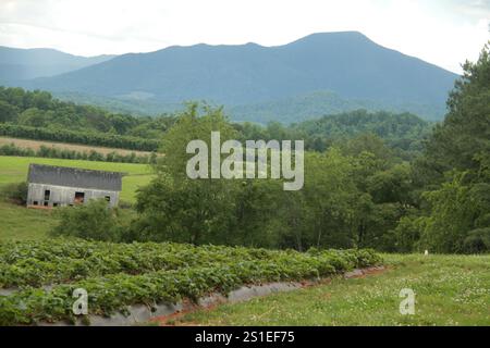 Ferme fruitière en Virginie, États-Unis, avec une belle vue sur les montagnes Blue Ridge à l'arrière Banque D'Images