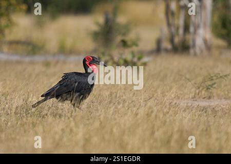 Southern Ground-Hornbill (Bucorvus leadbeateri) à la recherche de proies dans les prairies du parc national de South Luangwa, Zambie Banque D'Images