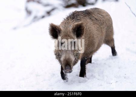 Sanglier vu dans le Cumberland Wildpark Gruenau par une froide journée d'hiver. Banque D'Images