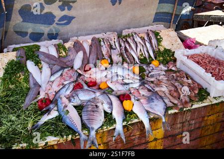 sélection de poissons frais vendus à partir d'un étal des bateaux de pêche dans le port du port d'essaouira, maroc Banque D'Images