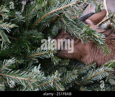 PRODUCTION - 03 janvier 2025, Hesse, Francfort-sur-le-main : une chèvre naine camerounaise grignote sur un arbre de Noël dans son enclos au zoo de Francfort. Pour empêcher les animaux du zoo d'avaler des décorations d'arbre de Noël, seuls les arbres de Noël qui n'ont pas été vendus peuvent leur être donnés à manger. Photo : Arne Dedert/dpa crédit : dpa Picture alliance/Alamy Live News Banque D'Images