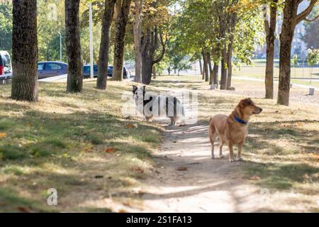 Deux chiens ludiques courent énergiquement le long d'un chemin de terre sinueux dans un magnifique parc rempli d'arbres et d'herbe verte luxuriante Banque D'Images