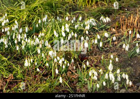 De délicates gouttes de neige remplissent un jardin à mesure qu'elles émergent de la terre, signalant l'arrivée du printemps. Les fleurs blanches douces se détachent contre le lus Banque D'Images