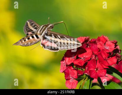 Un Sphinx à lignes blanches pollinisant une fleur rouge Sweet William dans un jardin aux ailes ouvertes. Banque D'Images