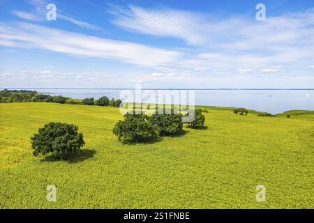 Vue aérienne, photo drone : champ avec tournesols et arbres solitaires, avec la lagune de Szczecin en arrière-plan, Ueckermuende, Pome Mecklenburg-Western Banque D'Images