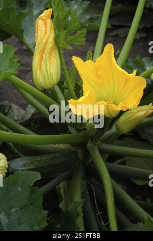 Plante de courgette avec différentes fleurs et développement de fruits dans le lit de jardin. Portrait. Plante de courgette avec différentes fleurs et fruits dev Banque D'Images