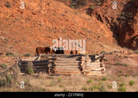 Vaches et ruines d'un hogan, nation Navajo, Utah. Banque D'Images