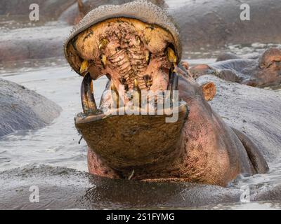 Hippopotame (Hippopotamus amphibius) dans la rivière présentant une bouche et des dents larges (vue de face) Banque D'Images