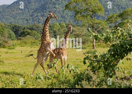 Couple de girafe Masaï (Giraffa camelopardalis tippelskirchi) accouplement Banque D'Images