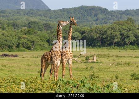 Paire de girafe Masaï (Giraffa camelopardalis tippelskirchi) avec des collines boisées en arrière-plan Banque D'Images
