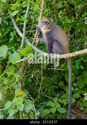 Singe bleu (Cercopithecus mitis) assis sur la branche de vigne Banque D'Images