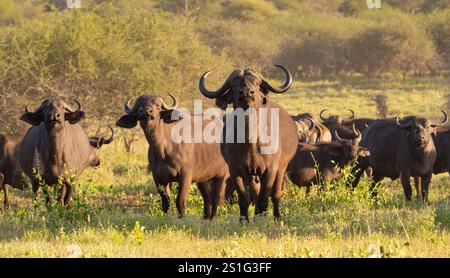 Cape Buffalo (Syncerus caffer caffer) garde sur le troupeau Banque D'Images