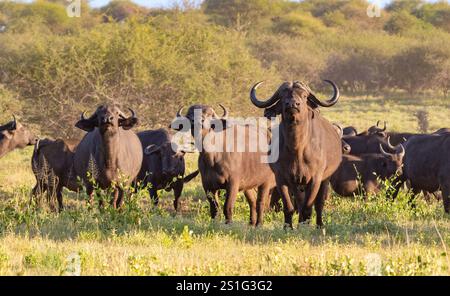 Cape Buffalo (Syncerus caffer caffer) Banque D'Images