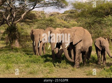 Une famille d'éléphants d'Afrique (Loxodonta africana) se déplace à travers les acacia Banque D'Images