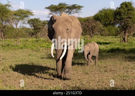 Éléphant d'Afrique (Loxodonta africana) vache avec bébé Banque D'Images