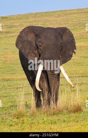 Éléphant d'Afrique (Loxodonta africana) avec de grandes défenses dans le cratère du Ngorogoro Banque D'Images