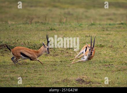 Gazelle de Thomson (Eudorcas thomsonii), un mâle fuyant un autre dans un concours pour une femelle Banque D'Images